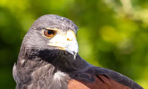 Olivia the Harris Hawk