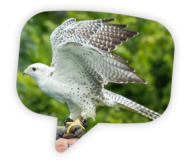 Quote from Chris at South Coast Falconry